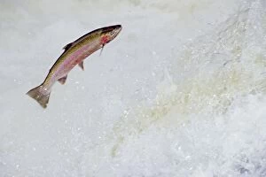 Rainbow Trout / Steelhead - jumping falls on Pacific Northwest river on migration to spawning bed