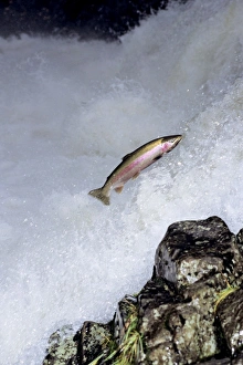 Rainbow Trout / Steelhead - jumping falls on Pacific Northwest river on migration to spawning bed