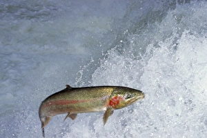 Images Dated 21st June 2005: Rainbow Trout / Steelhead - jumping falls on Pacific Northwest river on migration to spawning bed