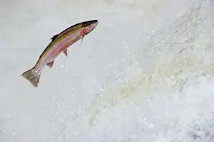 Rainbow Trout / Steelhead - jumping falls on Pacific Northwest river on migration to spawning bed. Steelhead are rainbow trout that have gone to the ocean for several years. Steelhead are now classified as salmon. LX227