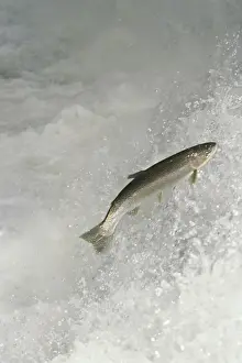 Rainbow Trout / Steelhead - jumping falls on Pacific Northwest river on migration to spawning bed. Steelhead are rainbow trout that have gone to the ocean for several years. Steelhead are now classified as salmon. LX166