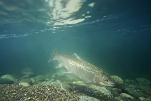 Pacific Northwest Prints: Rainbow Trout / Steelhead - swimming in Pacific Northwest river on migration to spawning bed