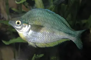 Rainbowfish - Lake Kutubu, New Guinea
