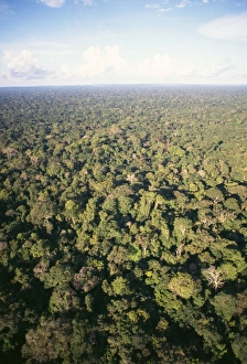 Images Dated 28th June 2006: Rainforest - aerial view of Amazon canopy Amazonia, Brazil, South America