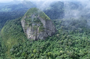 Images Dated 28th June 2006: Rainforest - aerial view of Amazon canopy French Guiana