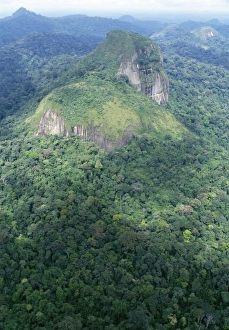 Images Dated 28th June 2006: Rainforest - aerial view of Amazon canopy French Guiana