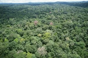Images Dated 28th June 2006: Rainforest - aerial view of Amazon canopy French Guiana