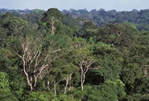 Images Dated 1st May 2007: Rainforest - aerial view of French Guiana forest