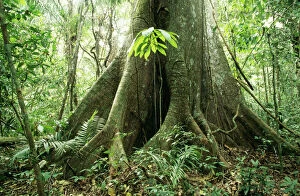 RAINFOREST - Big Ceiba tree at Manu Lodge, Amazon Basin. Buttress roots