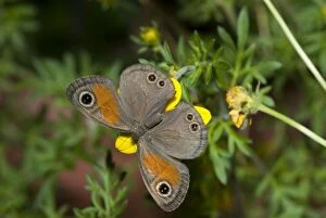 Rainforest Brown Butterfly feeding on nectar of Lipia flower