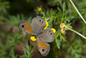 Rainforest Brown Butterfly feeding on nectar of Lipia flower Rainforest Brown Butterfly feeding on nectar of Lipia flower