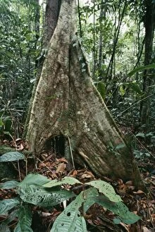 Images Dated 4th November 2005: Rainforest - Butress rooted tree Fam: Aelaeocarpaceae Amazonia, Brazil, South America