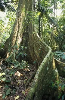 Peru Prints: Rainforest - butresses & forest floor flora. Amazon Basin, Manu National Park, Peru