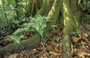 RAINFOREST - Buttress and Surface roots