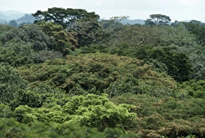 Images Dated 27th June 2005: Rainforest - canopy of Gola. Sierra Leone, Africa
