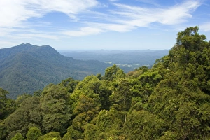 Images Dated 8th October 2008: Rainforest canopy - view over the canopy of a subtropical rainforest towards the pacific coast