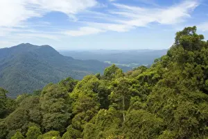 Canopy Prints: Rainforest canopy - view over the canopy of a subtropical rainforest towards the pacific coast - Dorrigo National Park