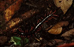 Centipede Prints: A rainforest centipede