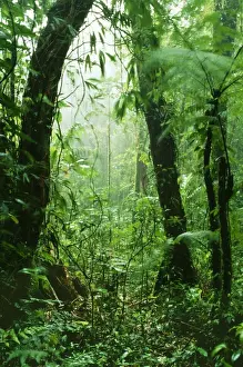 Rainforest DAD 1156 Continuous dampening the rich vegetation by engulfing cloud, Monteverde Cloud Forest Reserve, Costa Rica. © David Dixon / ARDEA LONDON