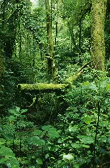 Cloud Forest Prints: Rainforest DAD 1164 Mixed lush vegetation at Monteverde rain forest reserve