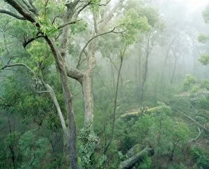 Rainforest - Eucalyptus and Angophora floribunda