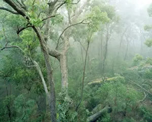 Landscapes Prints: Rainforest - Eucalyptus & Angophora floribunda - Eucalypt forest on eastern slope of Gt
