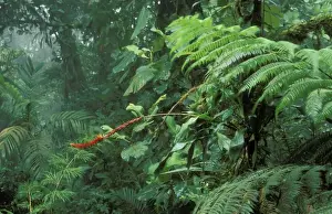 Bromeliad Prints: Rainforest Flowering bromeliad, Monteverde Cloud Forest Reserve, Costa Rica