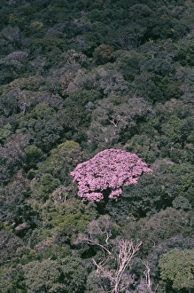 Stand Out Collection: Rainforest - flowering couratari crown emergent rainforest tree