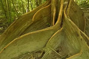 rainforest giant - impressive specimen of a Tulip Oak with hugh buttress roots. They give the tree additional stability and supply it with additional water and nutrients - Daintree National Park, Wet Tropics World Heritage Area, Queensland