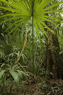 Guatemala Prints: Rainforest Guatemala