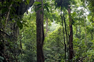 Images Dated 22nd January 2008: Rainforest and huge limestone rocks are typical in Sabang National Park, Palawan