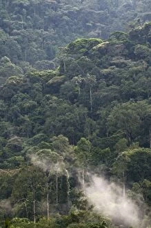 Rainforest Jungle - Bwindi Impenetrable Forest - Uganda