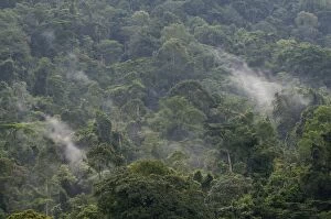Images Dated 21st October 2008: Rainforest Jungle - Bwindi Impenetrable Forest - Uganda
