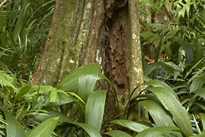 Images Dated 3rd July 2012: Rainforest, Kula Eco Park, Coral Coast