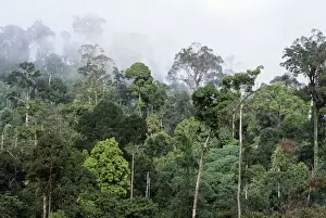 Misty Prints: Rainforest - lowland dipterocarp, morning mist, dawn. Conservation area. Borneo