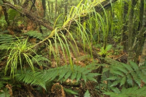 Rainforest - lush temperate rainforest with ferns and many ephiphytic plants Rainforest - lush temperate rainforest with ferns and many ephiphytic plants
