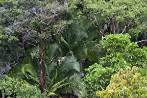 Rainfall Prints: Rainforest - Mexico