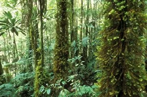 RAINFOREST - NEW CALEDONIA. Moss (Spindens vieillardii) covering trunks of Tree Fern (Cyathea novae-caledoniae)