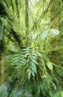 Abstract Prints: Rainforest - Orosi Valley, Purisil Private Reserve