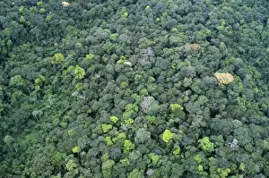 Rainforest PPG 1109 Guyana © Pascal Goetgheluck / ARDEA LONDON