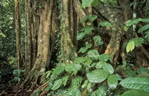 Rainforest - Primary Rainforest, Strangler fig. Danum Valley Conservation area, Sabah, Borneo