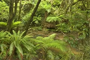 Rainforest - river flowing through lush temperate rainforest with different kinds of ferns and native trees