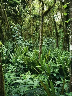 Epiphyte Prints: Rainforest ROG 9187 Scalesia cloud forest with ferns & other Epiphytes