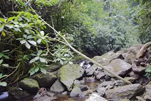 Rainforest - San Isidro - Andes - Venezuela