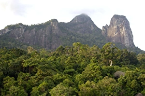 Images Dated 31st August 2007: Rainforest on the slopes of 'Twin Peaks' - Bukit Batu Sirau and Bukit Semukut peaks
