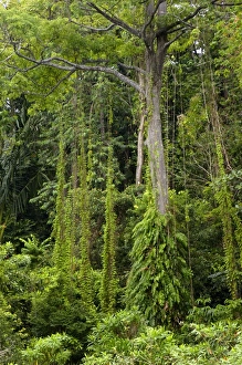 Images Dated 31st August 2007: A rainforest on the slopes of volcanic Tioman Island; a view from the shore; island lies 30 km