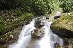Rainforest and stream - San Isidro - Andes - Venezuela