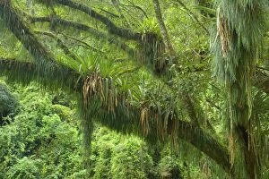 Images Dated 26th May 2010: Rainforest - a tree in subtropical rainforest covered