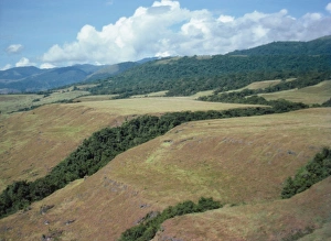 Coral Terraces Gallery: Raised beaches - wave-cut platforms - Deep erosion channels are filled with vegetation in