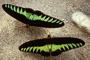 Drinking Prints: Rajah Brooke Butterflies - sucking sulphur spring. Malaysia
